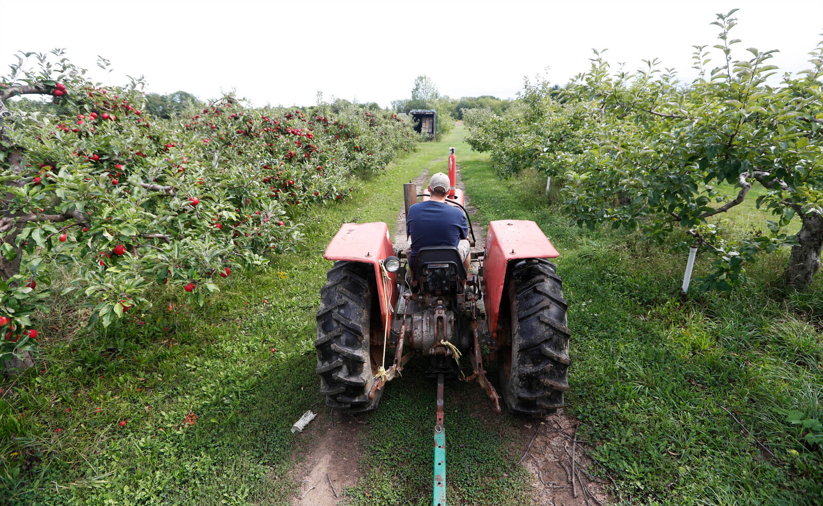 Through the orchard